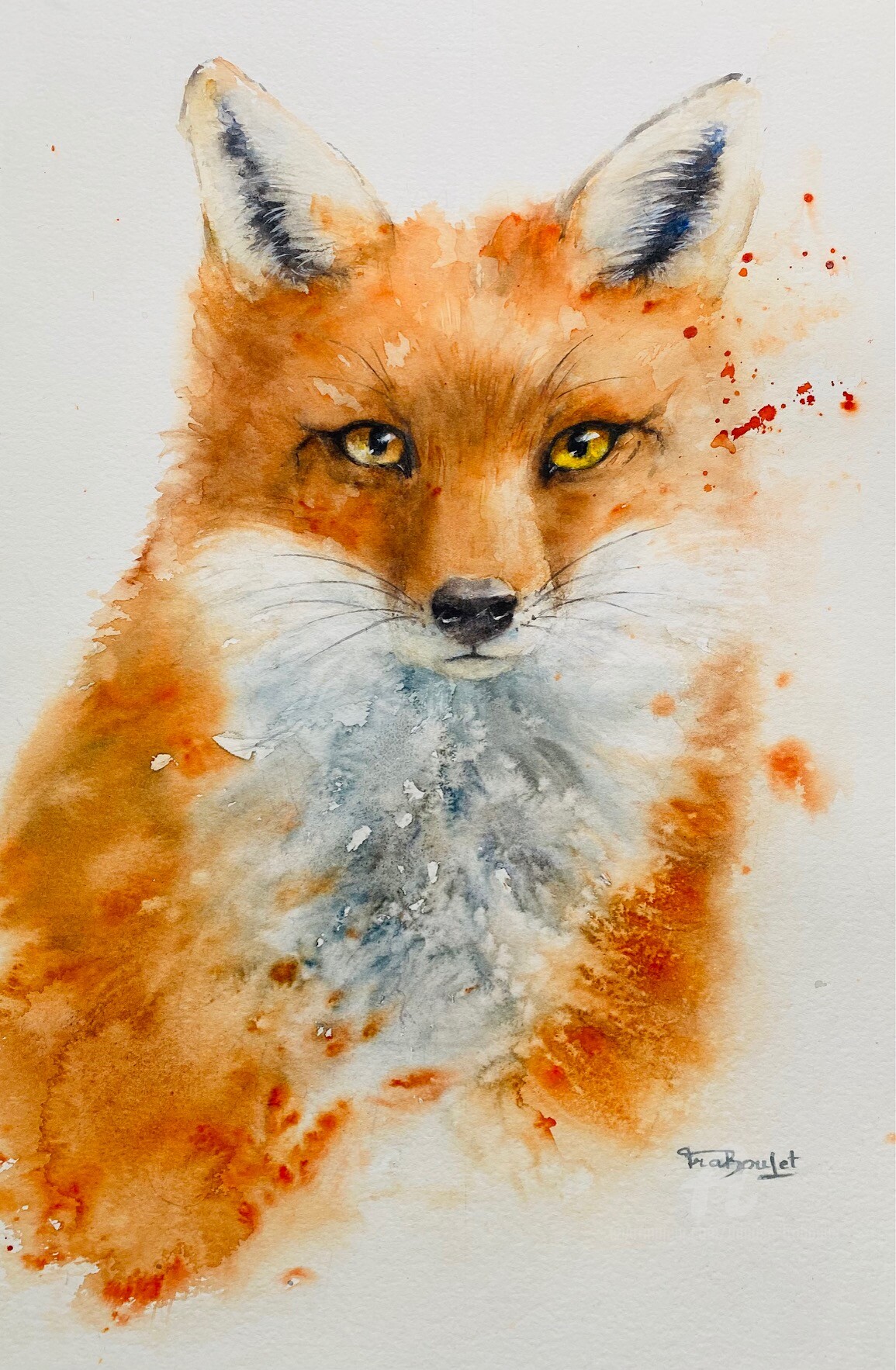 Danièle Fraboulet - Red Fox - Renard roux - Vulpes vulpes