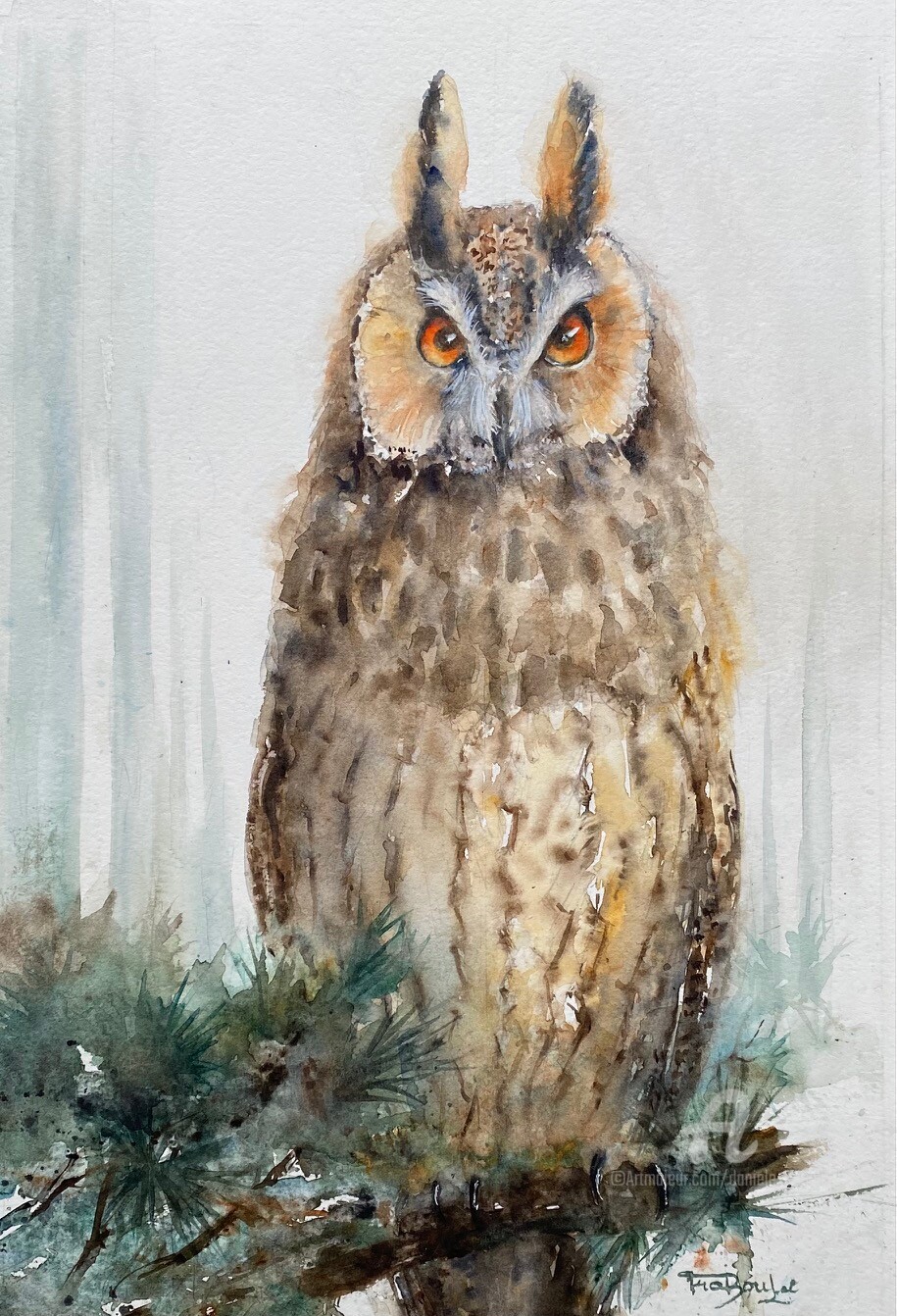 Danièle Fraboulet - Long heared Owl - Hibou moyen-duc - Asio otus