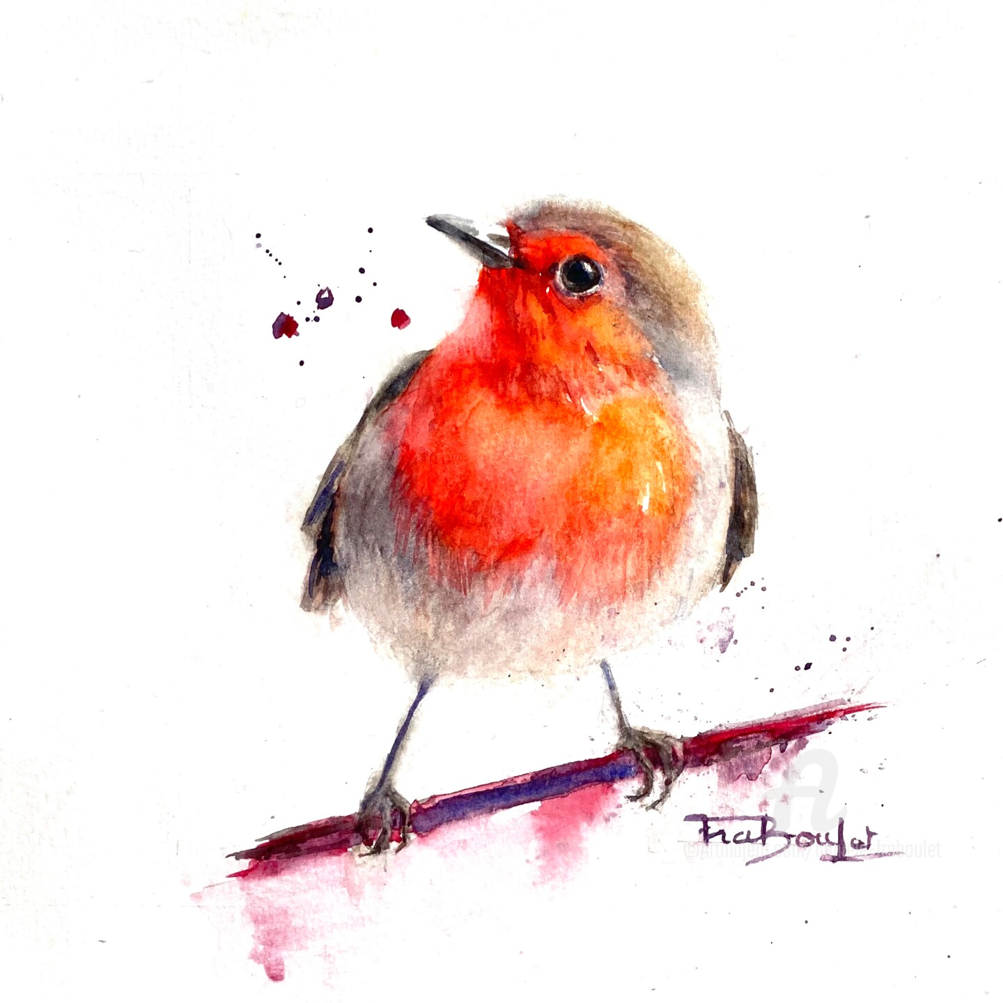Danièle Fraboulet - Rouge-gorge   -  Red Robin  - Erithacus rubecula